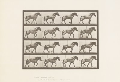 Kilpi 569. Veto;Tummanharmaa belgialainen hevoshanseli, 1885 tekijältä Eadweard Muybridge
