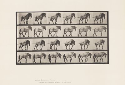 Kilpi 570. Veto;Tummanharmaa belgialainen hevoshanseli, 1885 tekijältä Eadweard Muybridge