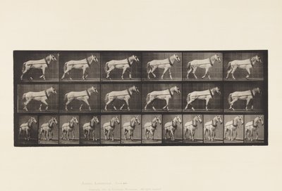 Levy 571. Veto; Vaaleanharmaa Mare Johnson, 1885 tekijältä Eadweard Muybridge