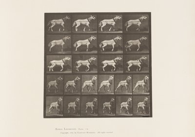 Levy 572. Veto; Pää vedetään; Vaaleanharmaa tamma, 1885 tekijältä Eadweard Muybridge