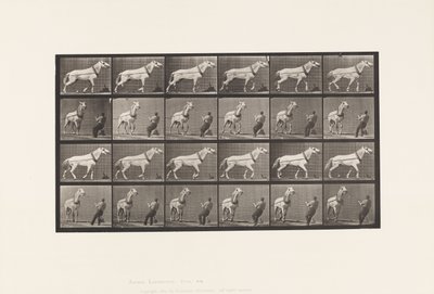 Levy 573. Veto; Mies vetää päätä; Vaaleanharmaa tamma, 1885 tekijältä Eadweard Muybridge