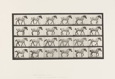 Lauta 574. Kävely; Vapaa; Tummanharmaa belgialainen hevoshanseli, 1885 tekijältä Eadweard Muybridge