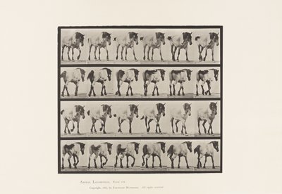 Lauta 575. Kävely; Vapaa; Tummanharmaa belgialainen hevoshanseli, 1885 tekijältä Eadweard Muybridge