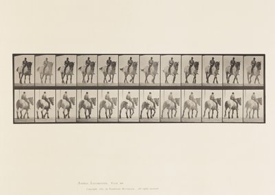 Lauta 578. Kävely; Paljas selkä; Tummanharmaa belgialainen hevonen Dusel tekijältä Eadweard Muybridge