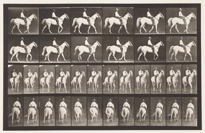 Lauta 579. Kävely; Satula; Valkoinen hevonen Elberon, 1885 tekijältä Eadweard Muybridge