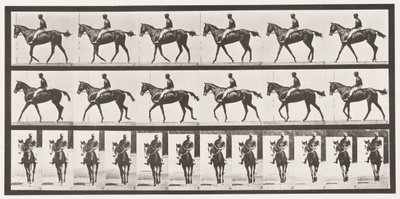 Lauta 580. Kävely; Satula; Täysverinen Bay Mare Annie G., 1885 tekijältä Eadweard Muybridge