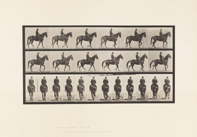 Lauta 584. Kävely; Satula; Epäsäännöllinen; Ruskean tamman kaunotar, 1885 tekijältä Eadweard Muybridge