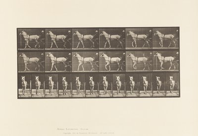 Lauta 586. Kävely; Sulky; Vaaleanharmaa tamma, Katydid, 1885 tekijältä Eadweard Muybridge