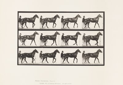 Lauta 588. Kävely; Sulky; Bay Horse Ruben, 1885 tekijältä Eadweard Muybridge