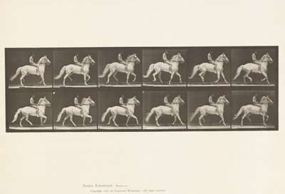 Levy 590. Ambling tekijältä Eadweard Muybridge