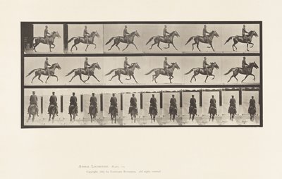 Levy 592. Keinu (vauhti): Satula; Brown Horse Pronto tekijältä Eadweard Muybridge