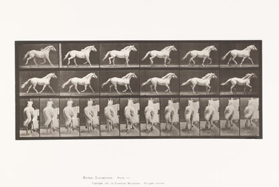 Levy 596. Ravi; Vapaa; Vaaleanharmaa hevoskotka tekijältä Eadweard Muybridge