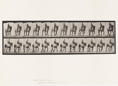 Levy 599. Ravi; Ilman satulaa; Tummanharmaa Dusel tekijältä Eadweard Muybridge