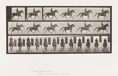 Levy 601. Ravi; Satula; Ruskea tamma kaunotar tekijältä Eadweard Muybridge