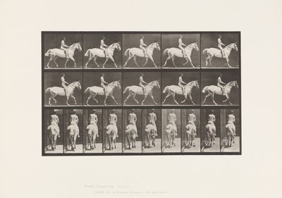 Levy 603. Ravi; Satula; Ride, 43, leveä, vaaleanharmaa Horse Smith tekijältä Eadweard Muybridge