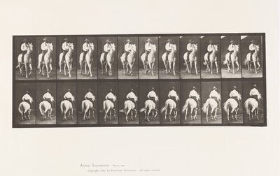 Levy 604. Ravi; Satula; Valkoinen hevonen, Elberon tekijältä Eadweard Muybridge