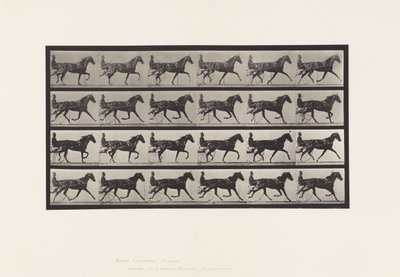 Levy 608. Ravi; Sulky; Sorrel Mare, Flode Holden tekijältä Eadweard Muybridge