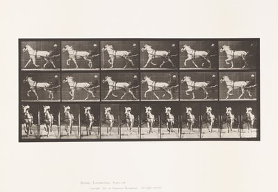Levy 610. Ravi; Sulky; Harmaa tamma, Katydid tekijältä Eadweard Muybridge