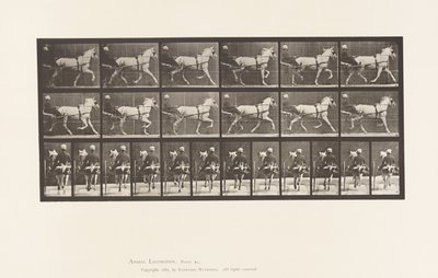 Levy 611. Ravi; Sulky; Harmaa tamma, Katydid tekijältä Eadweard Muybridge