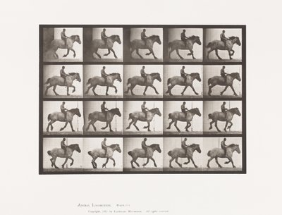 Levy 615. Laukka: Bareback; Tummanharmaa belgialainen hevoshanseli tekijältä Eadweard Muybridge