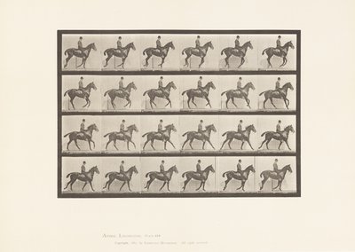 Levy 616. Laukka; Satula; Bay Horse Daisy tekijältä Eadweard Muybridge