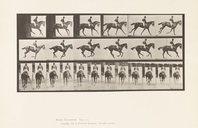 Levy 620. Laukka; Satula; Täysverinen Bay Mare Annie 6. tekijältä Eadweard Muybridge