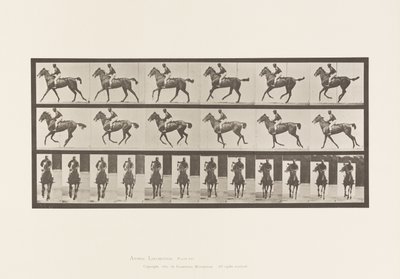 Levy 621. Laukka; Satula; Täysverinen Bay Mare Annie 6 tekijältä Eadweard Muybridge
