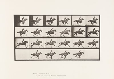Lauta 625. Laukka; Täysverinen Bay Horse Bouquet tekijältä Eadweard Muybridge