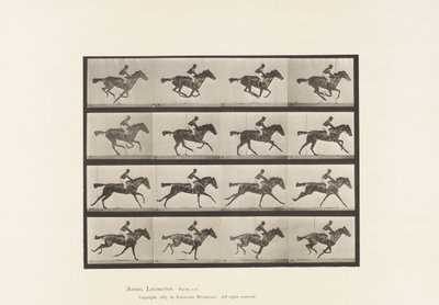 Lauta 626. Laukka; Täysverinen Bay Mare Annie G. tekijältä Eadweard Muybridge
