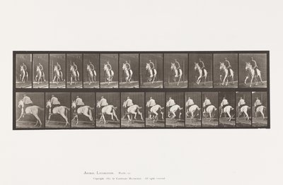 Lauta 630. Laukka; Satula; Harmaa tamma Pandora tekijältä Eadweard Muybridge