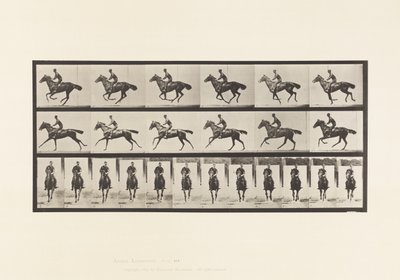 Lauta 632. Laukka; Satula; Täysverinen Bay Horse Bouquet tekijältä Eadweard Muybridge