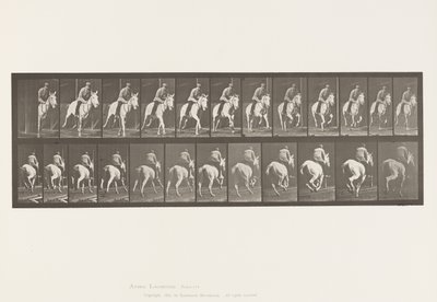 Lauta 635. Laukka; Satula; Harmaa tamma, Pandora tekijältä Eadweard Muybridge