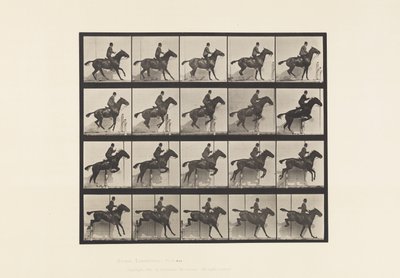 Levy 638. Esteen hyppy; Satula; Bay Horse Daisy tekijältä Eadweard Muybridge
