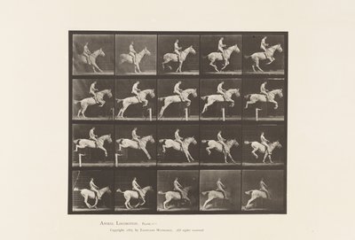 Levy 642. Esteen hyppy; Satula; Rider, 105, alaston; Harmaa tamma, 1885 tekijältä Eadweard Muybridge
