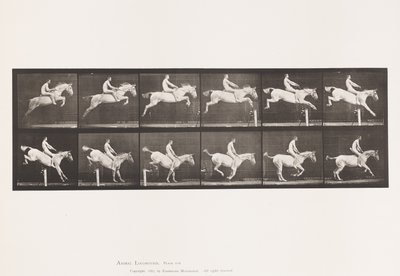 Levy 643. Esteen hyppy; Ilman satulaa; Selvitys ja purkaminen; tekijältä Eadweard Muybridge