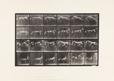 Levy 648. Kolmen hevosen yli hyppääminen; A, B; Kastanja Hornet tekijältä Eadweard Muybridge