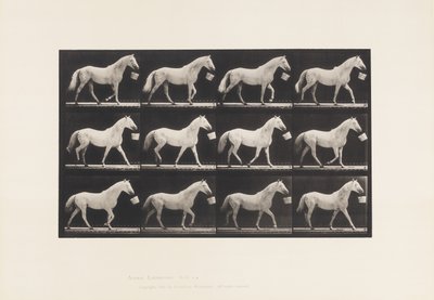 Levy 650. Kävele ämpäri suussa; Vaaleanharmaa hevonen tekijältä Eadweard Muybridge
