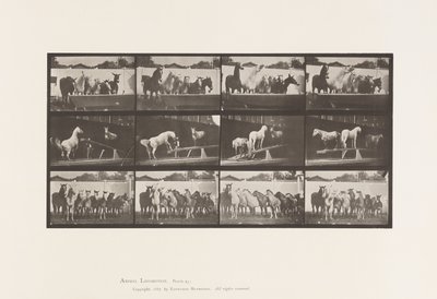 Levy 651.A, kellonsoitto; B, Teeter Board; C, sotilasharjoitus tekijältä Eadweard Muybridge