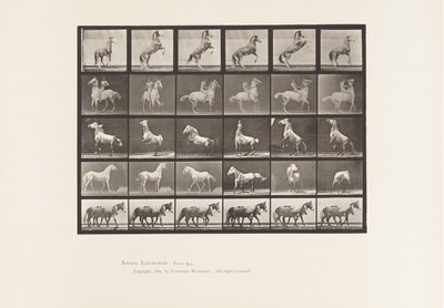 Kilpi 652. A, B, C, D, E, hevosten kasvatus jne. tekijältä Eadweard Muybridge
