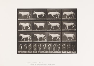 Levy 656. Kävely; Vapaa; Ruston luutuminen tekijältä Eadweard Muybridge