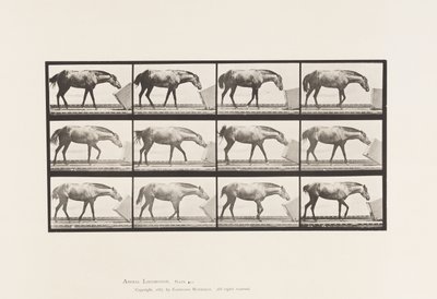 Levy 657. Laatikon vieriminen; Poni, Lotta tekijältä Eadweard Muybridge