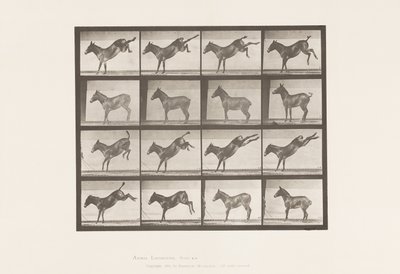 Levy 658. Muuli; A, potkiminen; B, potkii Ruthia tekijältä Eadweard Muybridge
