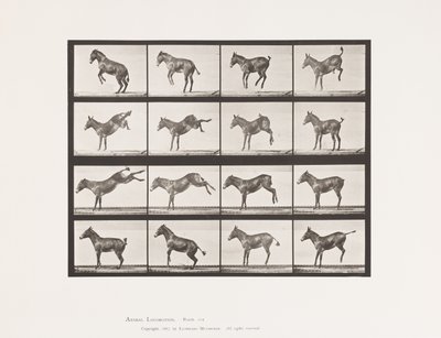Levy 659. Muuli; A, B, potkiminen ja potkiminen; Ruth tekijältä Eadweard Muybridge