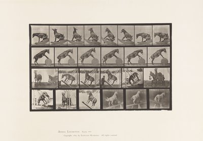Levy 660. Muuli; Muut esitykset Denverissä tekijältä Eadweard Muybridge