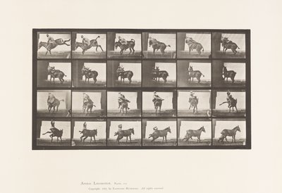 Levy 661. Muuli; A, B, A Refractory Animal Ruth tekijältä Eadweard Muybridge