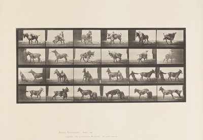 Levy 662. Muuli; A, B, A Refractory Animal Denver tekijältä Eadweard Muybridge