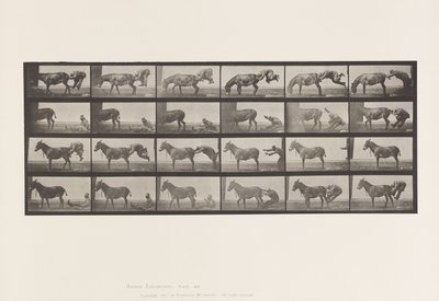 Levy 663. Muuli; A, B, A Refractory Animal Denver tekijältä Eadweard Muybridge