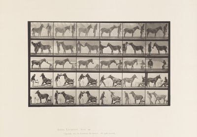 Levy 664. Muuli; Erilaisia esityksiä; pöydässä jne. tekijältä Eadweard Muybridge