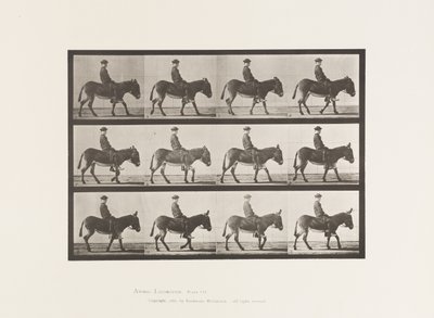 Levy 665. Ass; Kävely; Ilman satulaa; Ratsastuspoika, Jennie tekijältä Eadweard Muybridge