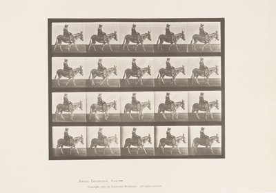 Levy 666. Aasi; Kävely; Satula; Tyttö ratsastaa, eläintarha tekijältä Eadweard Muybridge